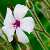 10 WHITE MADEIRA GERANIUM Maderense Cranesbill Giant Herb Robert Pink Eye Flower Seeds