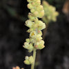 100 ALPINE CORAL BELLS Poker Heuchera Cylindrica Roundleaf Alumroot Sun or Shade Native Flower Seeds