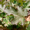 100 ALPINE CORAL BELLS Poker Heuchera Cylindrica Roundleaf Alumroot Sun or Shade Native Flower Seeds