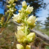 100 ALPINE CORAL BELLS Poker Heuchera Cylindrica Roundleaf Alumroot Sun or Shade Native Flower Seeds