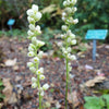 100 ALPINE CORAL BELLS Poker Heuchera Cylindrica Roundleaf Alumroot Sun or Shade Native Flower Seeds