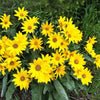 50 ARROWLEAF BALSAMROOT Oregon Sunflower Balsamorhiza Sagittata Native Huge Fragrant Flower Seeds