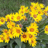 50 ARROWLEAF BALSAMROOT Oregon Sunflower Balsamorhiza Sagittata Native Huge Fragrant Flower Seeds