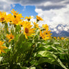50 ARROWLEAF BALSAMROOT Oregon Sunflower Balsamorhiza Sagittata Native Huge Fragrant Flower Seeds