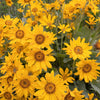 50 ARROWLEAF BALSAMROOT Oregon Sunflower Balsamorhiza Sagittata Native Huge Fragrant Flower Seeds