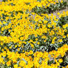 50 ARROWLEAF BALSAMROOT Oregon Sunflower Balsamorhiza Sagittata Native Huge Fragrant Flower Seeds