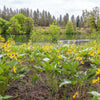 50 ARROWLEAF BALSAMROOT Oregon Sunflower Balsamorhiza Sagittata Native Huge Fragrant Flower Seeds