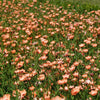 50 SALMON FLAX Linum Grandiflorum 1" Blooms in Salmon Pink with Red Eyes Flower Seeds
