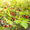 80 California WOODLAND STRAWBERRY Fragaria Vesca Bracteata Pacific Native Strawberry Red Berry Fruit White Flower Seeds