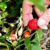 80 California WOODLAND STRAWBERRY Fragaria Vesca Bracteata Pacific Native Strawberry Red Berry Fruit White Flower Seeds