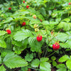 80 California WOODLAND STRAWBERRY Fragaria Vesca Bracteata Pacific Native Strawberry Red Berry Fruit White Flower Seeds