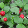 80 California WOODLAND STRAWBERRY Fragaria Vesca Bracteata Pacific Native Strawberry Red Berry Fruit White Flower Seeds