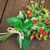 80 California WOODLAND STRAWBERRY Fragaria Vesca Bracteata Pacific Native Strawberry Red Berry Fruit White Flower Seeds