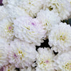 50 WATERCOLOR MIX DAHLIA Variabilis Double Bloom Mixed Colors Yellow Peach Pink Lavender Cream Orange Flower Seeds