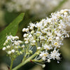 20 White SNOWBRUSH Ceanothus Velutinus aka Mountain Balm or Buckbrush Evergreen Native Flower Shrub Seeds
