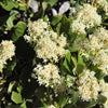 20 White SNOWBRUSH Ceanothus Velutinus aka Mountain Balm or Buckbrush Evergreen Native Flower Shrub Seeds