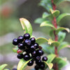 50 California EVERGREEN HUCKLEBERRY Vaccinium Ovatum Fruit aka Box Blueberry Native Pink & White Flower Blue Black Berry Shrub Seeds