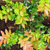 50 California EVERGREEN HUCKLEBERRY Vaccinium Ovatum Fruit aka Box Blueberry Native Pink & White Flower Blue Black Berry Shrub Seeds