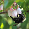 50 California EVERGREEN HUCKLEBERRY Vaccinium Ovatum Fruit aka Box Blueberry Native Pink & White Flower Blue Black Berry Shrub Seeds