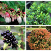 50 California EVERGREEN HUCKLEBERRY Vaccinium Ovatum Fruit aka Box Blueberry Native Pink & White Flower Blue Black Berry Shrub Seeds