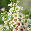 5 YELLOWHORN TREE Xanthoceras Sorbifolium aka Goldenhorn, Raintree, Chinese Flowering Chestnut - White Yellow Red Fragrant Flower Seeds