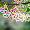 5 YELLOWHORN TREE Xanthoceras Sorbifolium aka Goldenhorn, Raintree, Chinese Flowering Chestnut - White Yellow Red Fragrant Flower Seeds