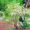 5 YELLOWHORN TREE Xanthoceras Sorbifolium aka Goldenhorn, Raintree, Chinese Flowering Chestnut - White Yellow Red Fragrant Flower Seeds