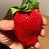 15 GIANT STRAWBERRY Fragaria spp June Bearing Huge Red Berry Fruit White Flower Seeds