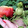 15 GIANT STRAWBERRY Fragaria spp June Bearing Huge Red Berry Fruit White Flower Seeds