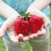 15 GIANT STRAWBERRY Fragaria spp June Bearing Huge Red Berry Fruit White Flower Seeds