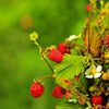50 ALEXANDRIA STRAWBERRY Everbearing Alpine Fragaria Vesca Red Berry Fruit White Flower Seeds