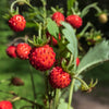 60 RUEGEN STRAWBERRY Everbearing Alpine Fragaria Vesca Red Berry Fruit White Flower Seeds