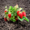 60 RUEGEN STRAWBERRY Everbearing Alpine Fragaria Vesca Red Berry Fruit White Flower Seeds