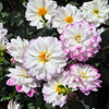 50 Unwins DWARF MIX DAHLIA Variabilis Mixed Colors Semi Double Bicolor Pink Purple Red Orange Yellow White Flower Seeds
