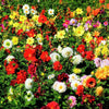 50 Unwins DWARF MIX DAHLIA Variabilis Mixed Colors Semi Double Bicolor Pink Purple Red Orange Yellow White Flower Seeds