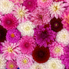 50 Unwins DWARF MIX DAHLIA Variabilis Mixed Colors Semi Double Bicolor Pink Purple Red Orange Yellow White Flower Seeds