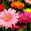 20 GERBER DAISY Mix Gerbera Jamesonii aka Barberton or African Daisy Mixed Colors Pink Purple Red Orange Yellow White Flower Seeds
