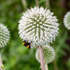 20 Silver GIANT GLOBE THISTLE Echinops Sphaerocephalus Great Globethistle Silvery White Flower Seeds