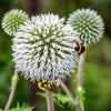20 Silver GIANT GLOBE THISTLE Echinops Sphaerocephalus Great Globethistle Silvery White Flower Seeds