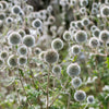 20 Silver GIANT GLOBE THISTLE Echinops Sphaerocephalus Great Globethistle Silvery White Flower Seeds