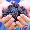 50 WHITEBARK Black RASPBERRY Western Blackcap Raspberry Rubus Leucodermis Native Fruit Berry Seeds
