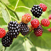 50 WHITEBARK Black RASPBERRY Western Blackcap Raspberry Rubus Leucodermis Native Fruit Berry Seeds