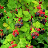 50 WHITEBARK Black RASPBERRY Western Blackcap Raspberry Rubus Leucodermis Native Fruit Berry Seeds
