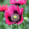 500 Organic TURKISH BLUE POPPY Heirloom Papaver Somniferum Purple to Red Flower Seeds