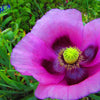 500 Organic TURKISH BLUE POPPY Heirloom Papaver Somniferum Purple to Red Flower Seeds