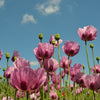 500 Organic TURKISH BLUE POPPY Heirloom Papaver Somniferum Purple to Red Flower Seeds