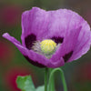 500 Organic TURKISH BLUE POPPY Heirloom Papaver Somniferum Purple to Red Flower Seeds
