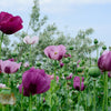 500 Organic TURKISH BLUE POPPY Heirloom Papaver Somniferum Purple to Red Flower Seeds