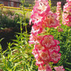 100 SENSATION MIX PENSTEMON Hartwegii Beardtongue Mixed Colors Two Tone Red, Pink, White, Purple, White Flower Seeds