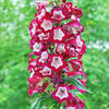 100 SENSATION MIX PENSTEMON Hartwegii Beardtongue Mixed Colors Two Tone Red, Pink, White, Purple, White Flower Seeds